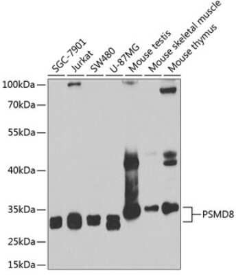 Western Blot: PSMD8 Antibody [NBP2-95230] - Analysis of extracts of various cell lines, using PSMD8 at 1:1000 dilution. Secondary antibody: HRP Goat Anti-Rabbit IgG (H+L) at 1:10000 dilution. Lysates/proteins: 25ug per lane. Blocking buffer: 3% nonfat dry milk in TBST. Detection: ECL Basic Kit . Exposure time: 90s.