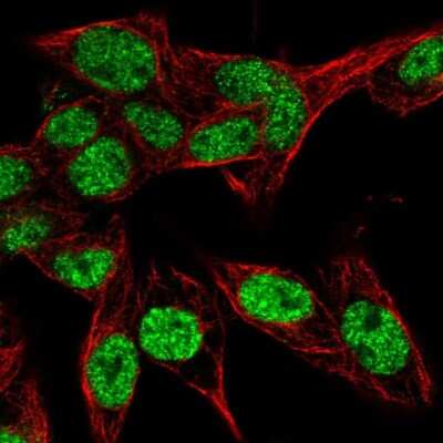 Immunocytochemistry/Immunofluorescence: PSME4 Antibody [NBP2-32575] - Staining of human cell line Hep G2 shows localization to nucleoplasm. Antibody staining is shown in green.