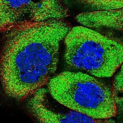 Immunocytochemistry/Immunofluorescence: PSMF1 Antibody [NBP1-80910] - Staining of human cell line A-431 shows positivity in cytoplasm.