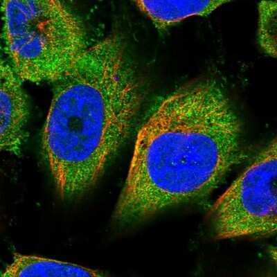 Immunocytochemistry/Immunofluorescence: PSMF1 Antibody [NBP1-80911] - Staining of human cell line U-251 MG shows positivity in cytoplasm.