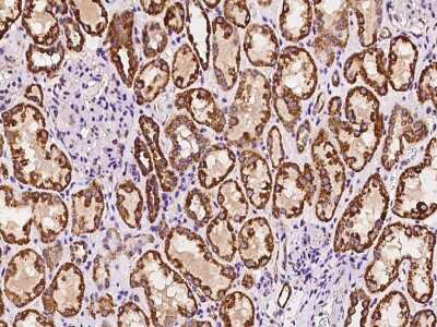 Immunohistochemistry-Paraffin: PSMF1 Antibody [NBP2-98614] - Immunochemical staining of human PSMF1 in human kidney with rabbit polyclonal antibody at 1:100 dilution, formalin-fixed paraffin embedded sections.