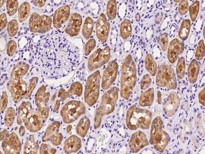Immunohistochemistry-Paraffin: PSMF1 Antibody [NBP2-99618] - Immunochemical staining of human PSMF1 in human kidney with rabbit polyclonal antibody at 1:1000 dilution, formalin-fixed paraffin embedded sections.