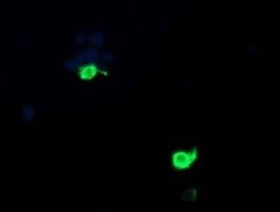 Immunocytochemistry/Immunofluorescence: PSMF1 Antibody (OTI2D7) - Azide and BSA Free [NBP2-73707] - Analysis of COS7 cells transiently transfected by pCMV6-ENTRY PSMF1.