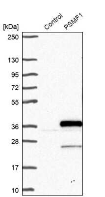 Western Blot PSMF1 Antibody - BSA Free