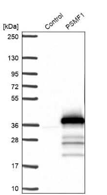 Western Blot: PSMF1 Antibody [NBP1-80911] - Analysis in control (vector only transfected HEK293T lysate) and PSMF1 over-expression lysate (Co-expressed with a C-terminal myc-DDK tag (3.1 kDa) in mammalian HEK293T cells).