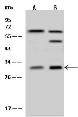 Western Blot: PSMF1 Antibody [NBP2-98614] - Anti-PSMF1 rabbit polyclonal antibody at 1:500 dilution. Lane A: 293T Whole Cell Lysate Lane B: HeLa Whole Cell Lysate Lysates/proteins at 30 ug per lane. Secondary Goat Anti-Rabbit IgG (H+L)/HRP at 1/10000 dilution. Developed using the ECL technique. Performed under reducing conditions. Predicted band size: 30 kDa. Observed band size: 30 kDa