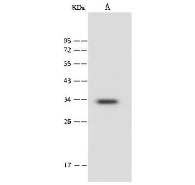 Western Blot: PSMF1 Antibody [NBP2-99618] - Anti-PSMF1 rabbit polyclonal antibody at 1:500 dilution. Lane A: Jurkat Whole Cell Lysate Lysates/proteins at 30 ug per lane. Secondary Goat Anti-Rabbit IgG (H+L)/HRP at 1/10000 dilution. Developed using the ECL technique. Performed under reducing conditions. Predicted band size: 30 kDa
