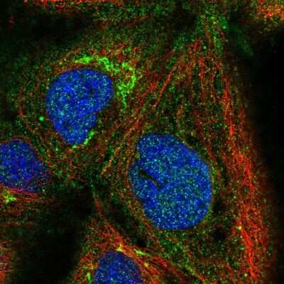 Immunocytochemistry/ Immunofluorescence PSMG1 Antibody