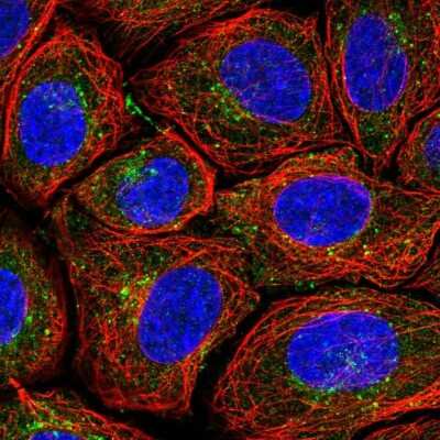 Immunocytochemistry/Immunofluorescence: PSMG1 Antibody [NBP2-55971] - Staining of human cell line SiHa shows localization to cytosol & the Golgi apparatus.