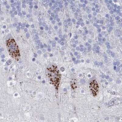 Immunohistochemistry: PSMG1 Antibody [NBP2-33820] - Staining of cerebellum.