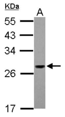 Western Blot: PSMG1 Antibody [NBP2-19994] - Sample (30 ug of whole cell lysate) A: 293T 12% SDS PAGE gel, diluted at 1:2000.