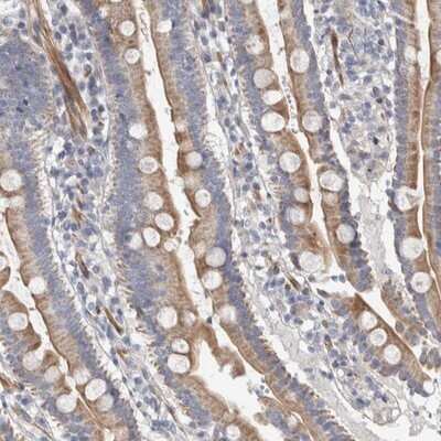 Immunohistochemistry-Paraffin: PSMG3 Antibody [NBP1-86725] - Staining of human duodenum shows cytoplasmic positivity in glandular cells.