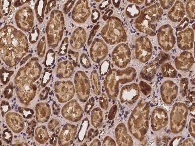 Immunohistochemistry-Paraffin: PSMG3 Antibody [NBP2-97973] - Immunochemical staining of human PSMG3 in human kidney with rabbit polyclonal antibody at 1:100 dilution, formalin-fixed paraffin embedded sections.
