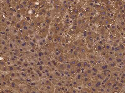 Immunohistochemistry-Paraffin PSMG3 Antibody - BSA Free