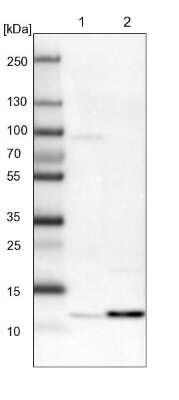 Western Blot PSMG3 Antibody - BSA Free