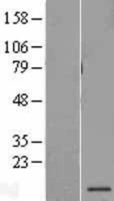 Western Blot PSMG3 Overexpression Lysate