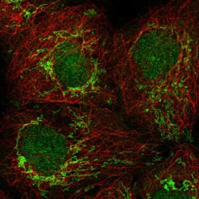 Immunocytochemistry/Immunofluorescence: PSMG4 Antibody [NBP2-55965] - Staining of human cell line A-431 shows localization to nucleus & mitochondria. Antibody staining is shown in green.