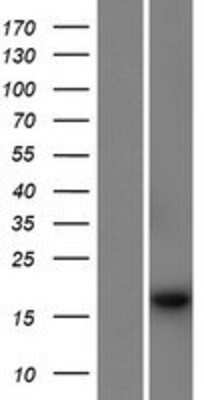 Western Blot: PSMG4 Overexpression Lysate (Adult Normal) [NBP2-09480] Left-Empty vector transfected control cell lysate (HEK293 cell lysate); Right -Over-expression Lysate for PSMG4.