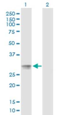 Western Blot: PSP/BPIFA2 Antibody [H00140683-B01P] - Analysis of C20orf70 expression in transfected 293T cell line by C20orf70 polyclonal antibody.  Lane 1: C20orf70 transfected lysate(27.39 KDa). Lane 2: Non-transfected lysate.