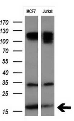 Western Blot: PSP94/MSMB Antibody (OTI3D5) - Azide and BSA Free [NBP2-73625] - Analysis of extracts (10ug) from 2 different cell lines: MCF7  and Jurkat