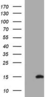 Western Blot: PSP94/MSMB Antibody (OTI3D5) - Azide and BSA Free [NBP2-73625] - Analysis of HEK293T cells were transfected with the pCMV6-ENTRY control (Left lane) or pCMV6-ENTRY Prostate Secretory Protein.