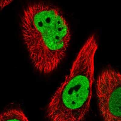 Immunocytochemistry/ Immunofluorescence PSPC1 Antibody - BSA Free