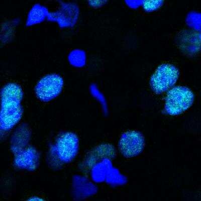 Immunohistochemistry-Frozen: PSPC1 Antibody [NBP1-83801] - Rat brain tissue. Fresh frozen 16 um. PSPC1 (1:500, green), DAPI (blue). IHC-Fr image submitted by a verified customer review.