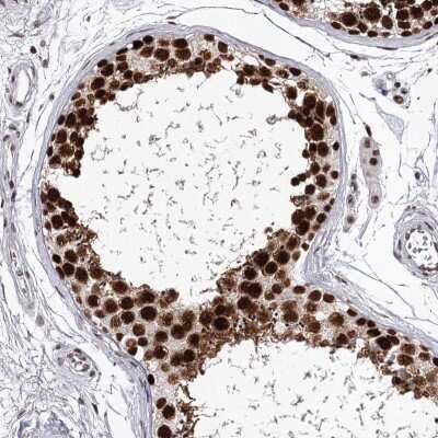 Immunohistochemistry-Paraffin: PSPC1 Antibody [NBP1-83801] - Staining of human testis shows nuclear positivity in cells in seminiferous ducts.