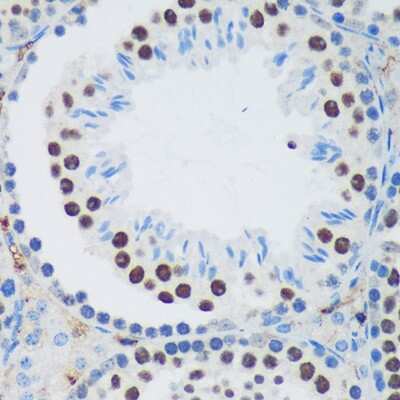 Immunohistochemistry-Paraffin: PSPC1 Antibody [NBP2-93111] - Immunohistochemistry of paraffin-embedded Mouse testis using PSPC1 Rabbit pAb (NBP2-93111) at dilution of 1:100 (40x lens). Perform microwave antigen retrieval with 10 mM PBS buffer pH 7.2 before commencing with IHC staining protocol.