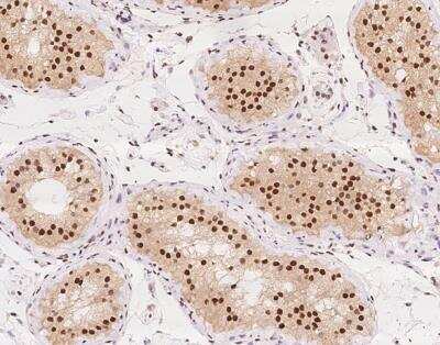 Immunohistochemistry-Paraffin: PSPC1 Antibody [NBP3-12643] - Staining of human PSPC1 in human testis with rabbit polyclonal antibody at 1:2000 dilution.