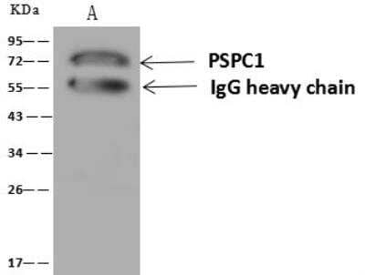 Immunoprecipitation: PSPC1 Antibody [NBP3-12643] - Lane A:0.5 mg Jurkat Whole Cell Lysate4 uL anti-PSPC1 rabbit polyclonal antibody and 60 ug of Immunomagnetic beads Protein A/G.Primary antibody:Anti-PSPC1 rabbit polyclonal antibody,at 1:100 dilution Secondary antibody:Goat Anti-Rabbit IgG (H+L)/HRP at 1/10000 dilutionDeveloped using the ECL technique.Performed under reducing conditions.Predicted band size: 59 kDaObserved band size :72 kDa