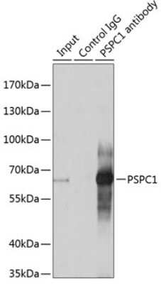 Western Blot: PSPC1 Antibody [NBP2-93111] - Analysis of 200ug extracts of A-549 cells using PSPC1 at a dilition of 1:1000.