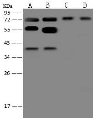Western Blot PSPC1 Antibody - BSA Free