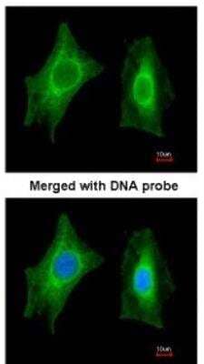 Immunocytochemistry/Immunofluorescence: PSPHL Antibody [NBP1-32723] - Paraformaldehyde-fixed HeLa, using antibody at 1:200 dilution.
