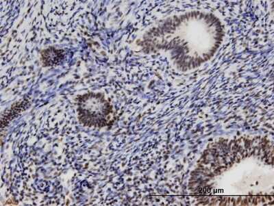 Immunohistochemistry-Paraffin: PSRC2 Antibody (3A3) [H00196441-M07] - Analysis of monoclonal antibody to ZFC3H1 on formalin-fixed paraffin-embedded human endometrium. Antibody concentration 3 ug/ml