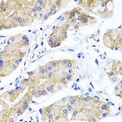 Immunohistochemistry-Paraffin: PSTPIP1 Antibody [NBP2-93547] - Paraffin-embedded human stomach using PSTPIP1 .