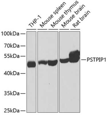 Western Blot PSTPIP1 Antibody - BSA Free
