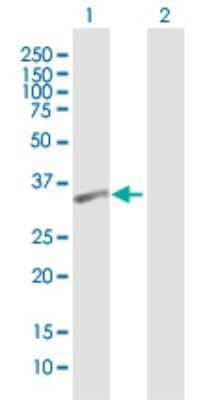 Western Blot: PSTPIP2 Antibody [H00009050-B01P] - Analysis of PSTPIP2 expression in transfected 293T cell line by PSTPIP2 polyclonal antibody.  Lane 1: PSTPIP2 transfected lysate(34.32 KDa). Lane 2: Non-transfected lysate.