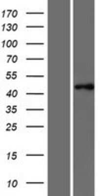 Western Blot: PTAR1 Overexpression Lysate (Adult Normal) [NBP2-08289] Left-Empty vector transfected control cell lysate (HEK293 cell lysate); Right -Over-expression Lysate for PTAR1.