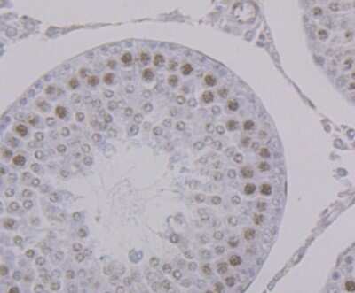 Immunohistochemistry-Paraffin: PTBP1 Antibody (9A1) [NBP2-75636] - Analysis of paraffin-embedded rat testis tissue using anti-PTBP1 antibody. Counter stained with hematoxylin.