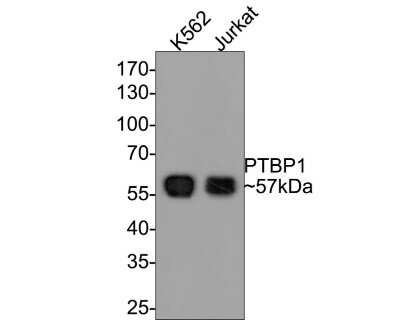 Western Blot: PTBP1 Antibody (JU41-20) [NBP2-75634] - Analysis of PTBP1 on different lysates with Rabbit anti-PTBP1 antibody at 1/500 dilution. Lane 1: K562 cell lysate Lane 2: Jurkat cell lysate Lysates/proteins at 10 ug/Lane. Predicted band size: 57 kDa Observed band size: 57 kDa Exposure time: 1 minute; 10% SDS-PAGE gel. Proteins were transferred to a PVDF membrane and blocked with 5% NFDM/TBST for 1 hour at room temperature. The primary antibody at 1/500 dilution was used in 5% NFDM/TBST at room temperature for 2 hours. Goat Anti-Rabbit IgG - HRP Secondary Antibody at 1:200,000 dilution was used for 1 hour at room temperature.