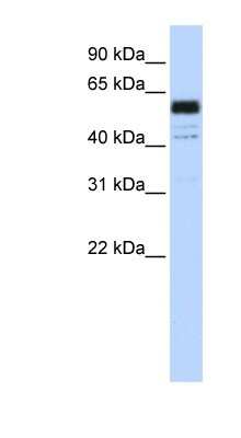 Western Blot: PTBP1 Antibody [NBP1-57124] - Jurkat cell lysate, concentration 0.2-1 ug/ml.