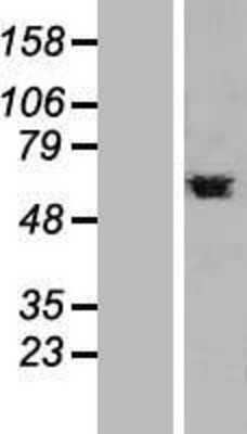 Western Blot PTBP1 Overexpression Lysate