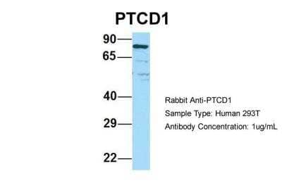 Western Blot: PTCD1 Antibody [NBP2-85557] - Host: Rabbit. Target Name: PTCD1. Sample Type: Human 293T. Antibody Dilution: 1.0ug/mlPTCD1 is supported by BioGPS gene expression data to be expressed in HEK293T