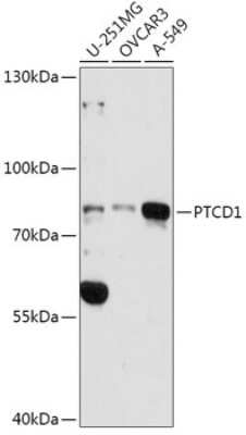Western Blot PTCD1 Antibody - Azide and BSA Free
