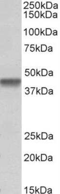 Western Blot: PTCD2 Antibody [NBP2-26175] - Staining of Daudi lysate (35 ug protein in RIPA buffer). Primary incubation was 1 hour. Detected by chemiluminescence.  