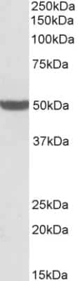 Western Blot PTCD2 Antibody