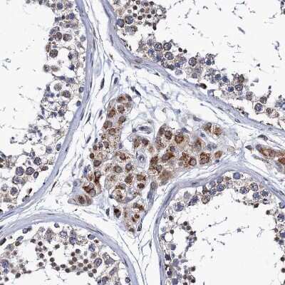 Immunohistochemistry-Paraffin: PTCD3 Antibody [NBP1-84125] - Staining of human testis shows moderate granular cytoplasmic positivity in Leydig cells.