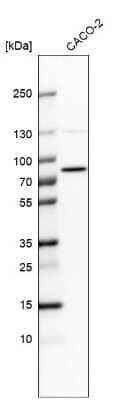 Western Blot: PTCD3 Antibody [NBP1-84125] - Analysis in human cell line CACO-2.