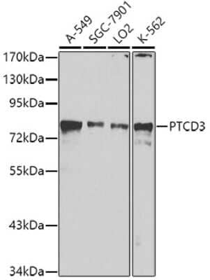 Western Blot PTCD3 Antibody - BSA Free
